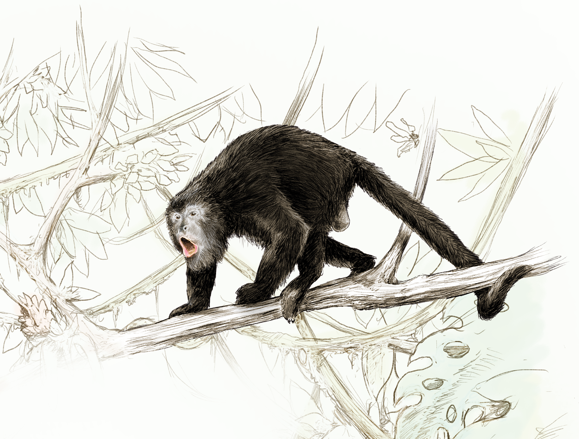 Howler monkey