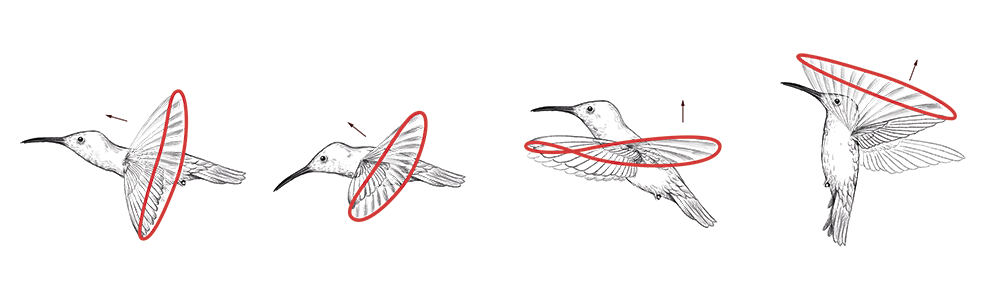 Wing beat of the hummingbird