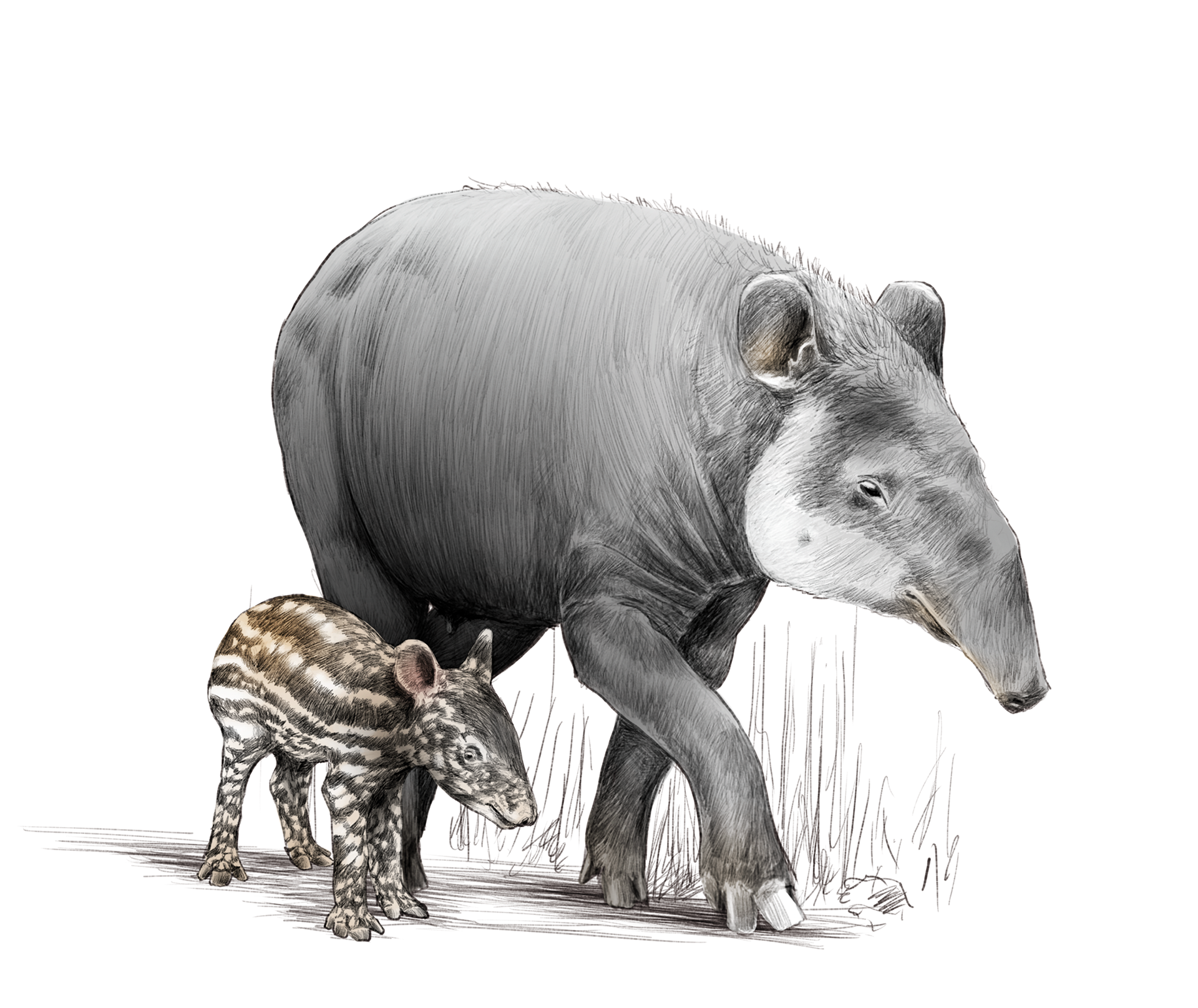 Tapir