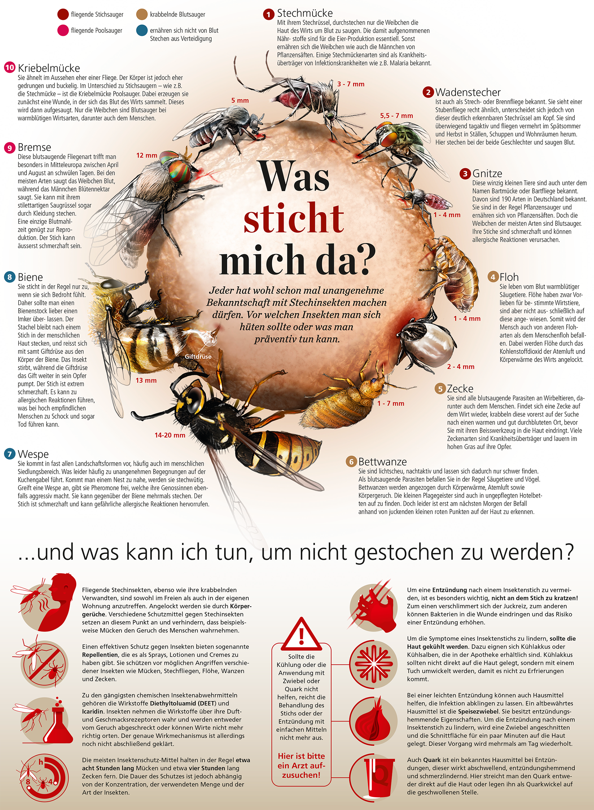 Infografik zu Insekten die stechen und beißen