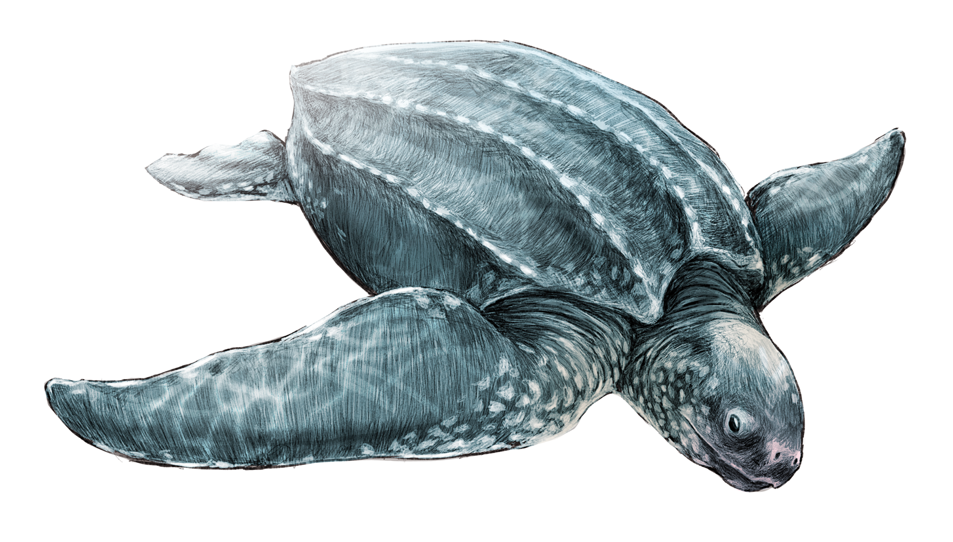 Leatherback turtle