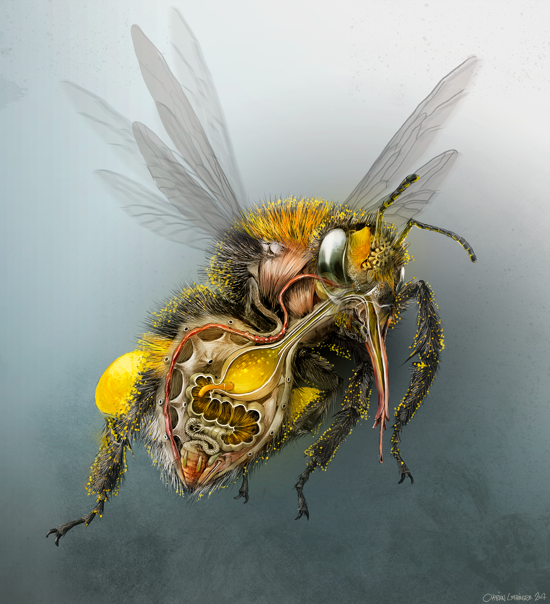 Illustration Hummel