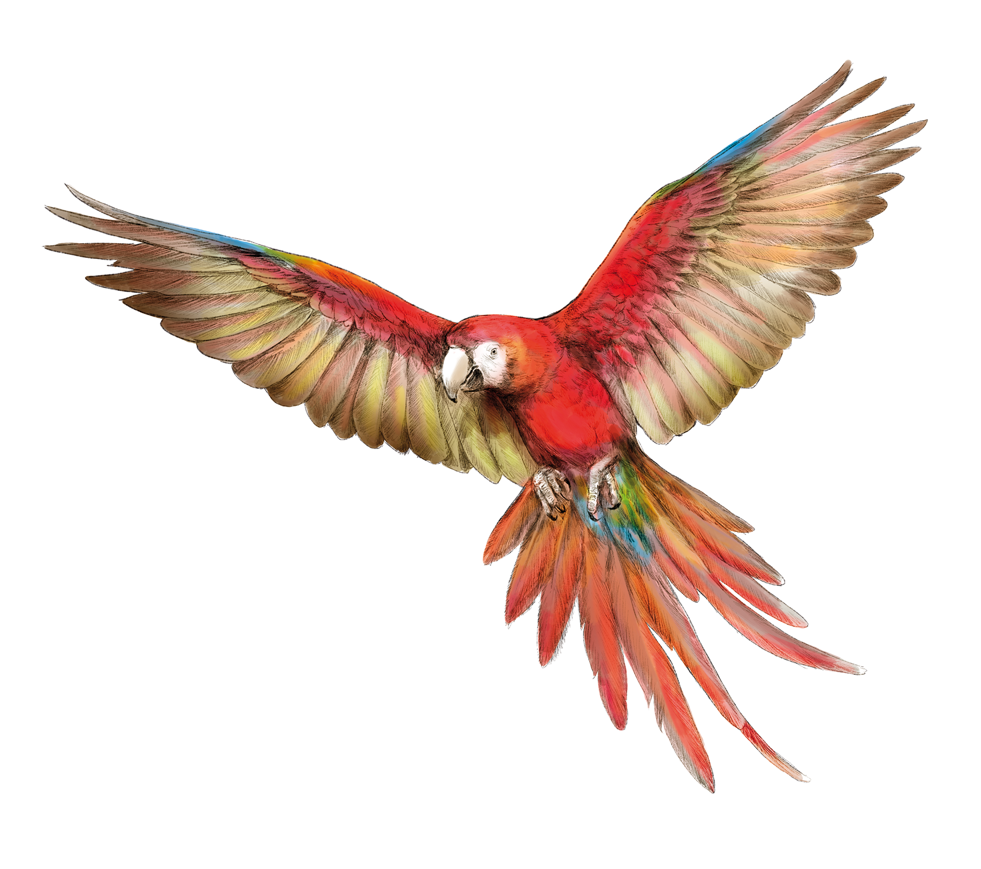Light red macaw