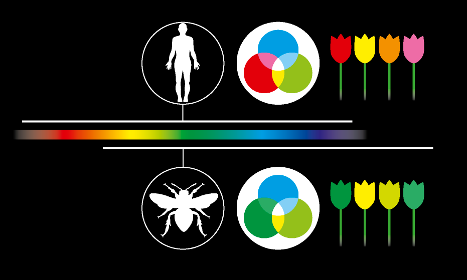 Color spectrum of a bumblebee