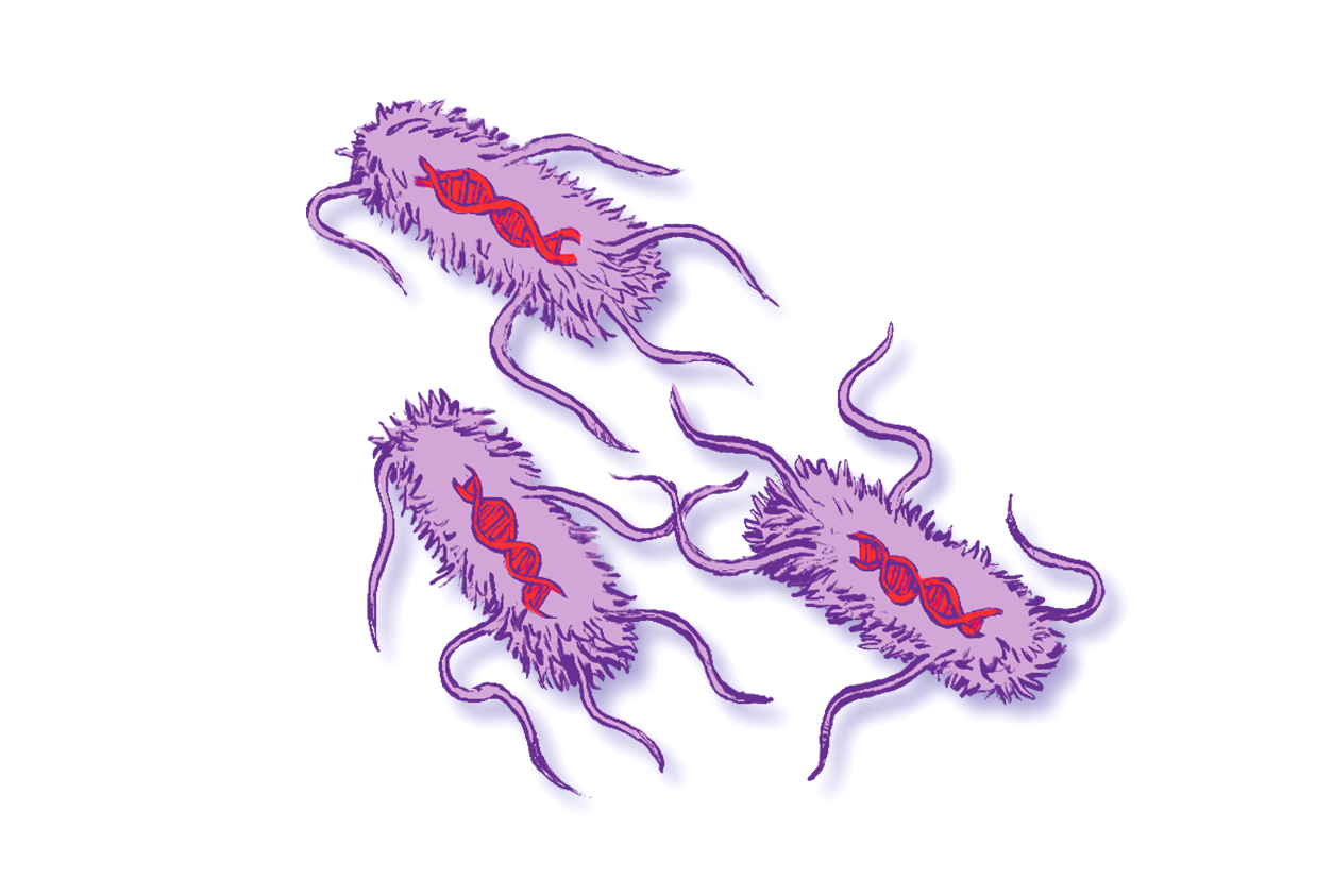 Bacteria