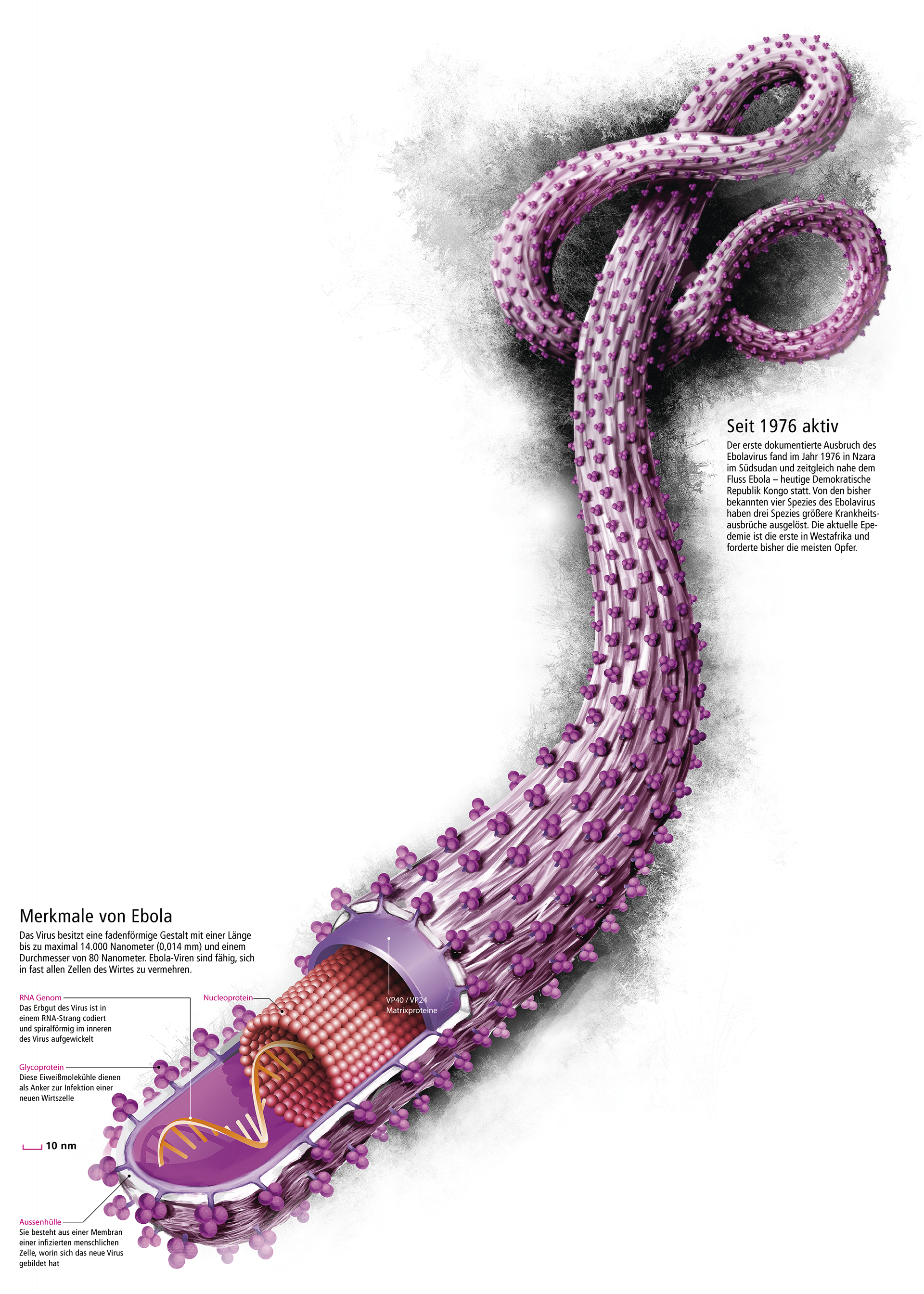 VirusIllustration ot the virus in detail (german)