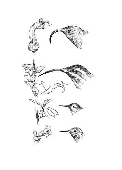 Beak shapes Specialization