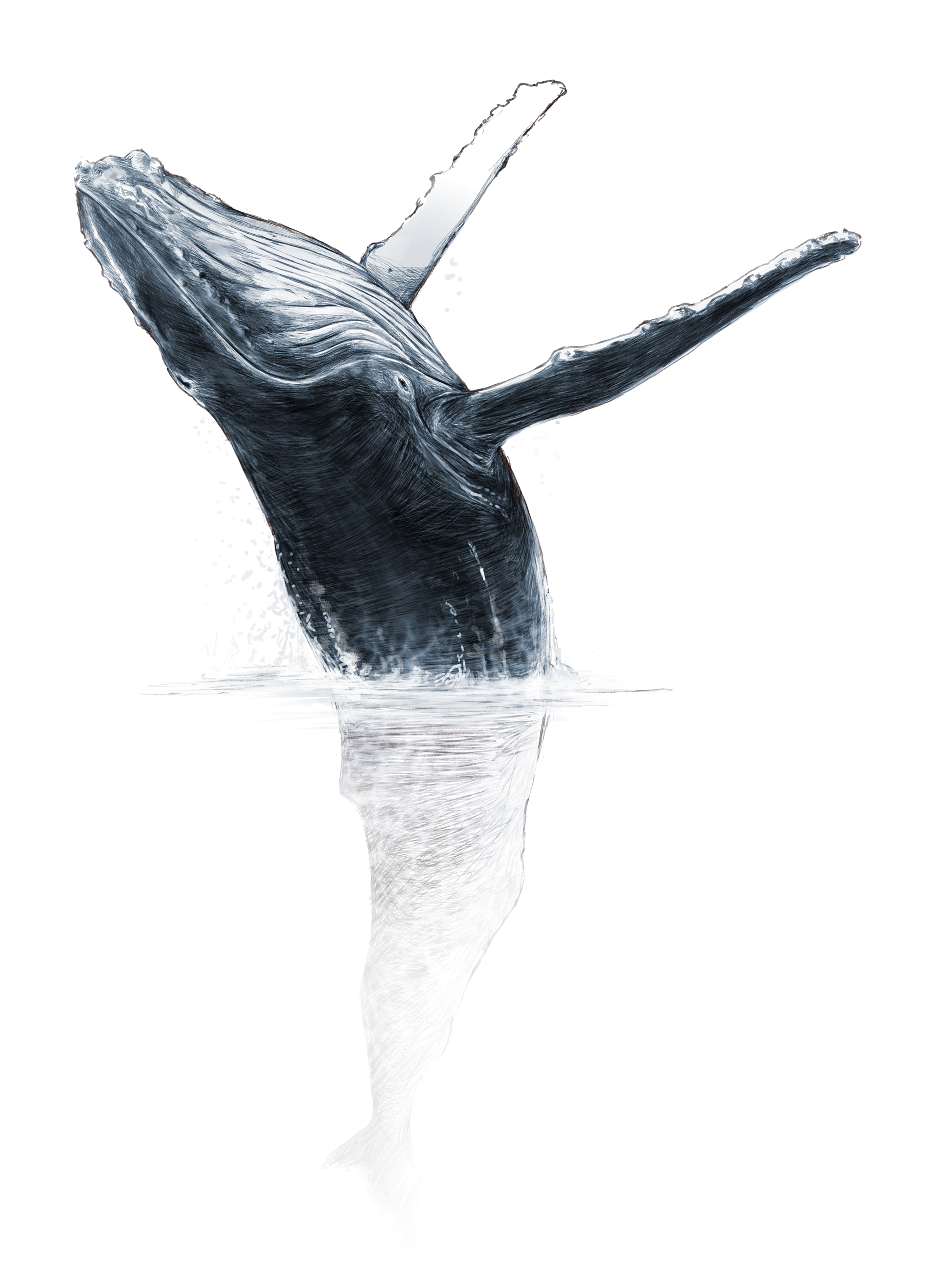 Humpback whale