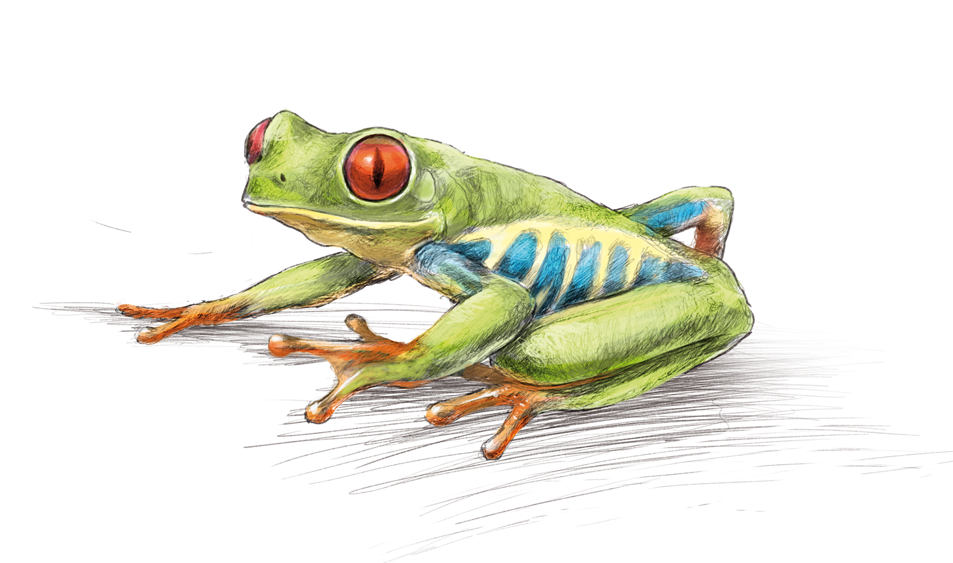 Red-eyed tree frog