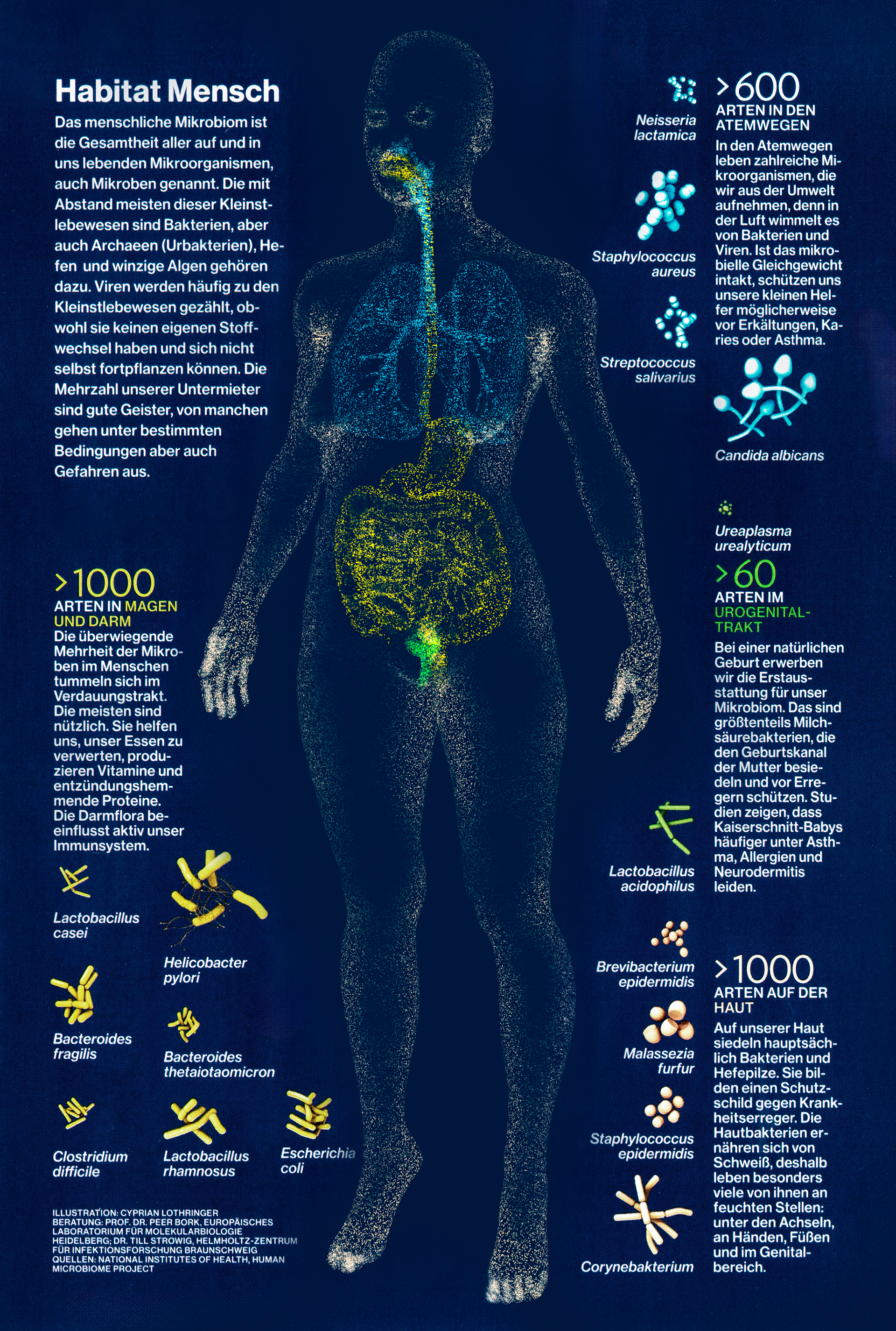 Infografikseite zum Microbiom in der National Geographic