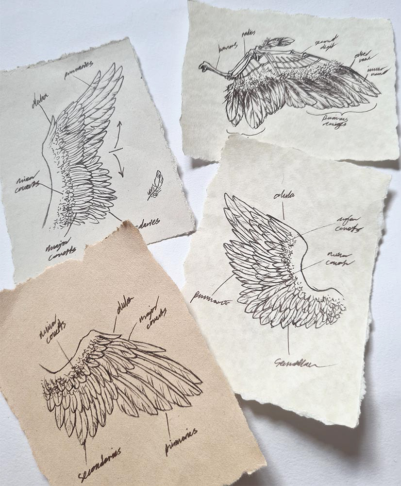 Miniature bird wing studies.