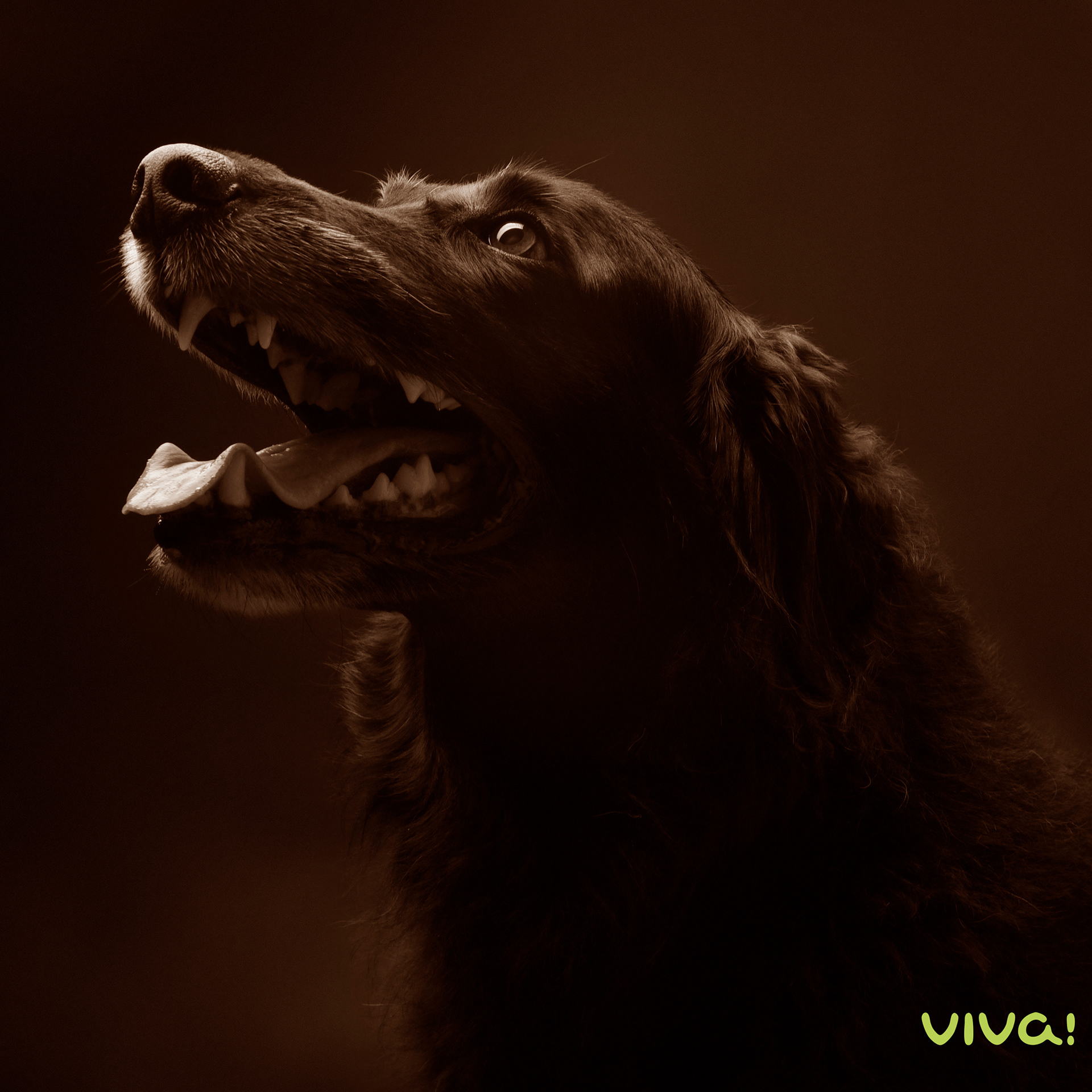 Captured at Viva Photography Fremantle. All Rights Reserved by Viva.