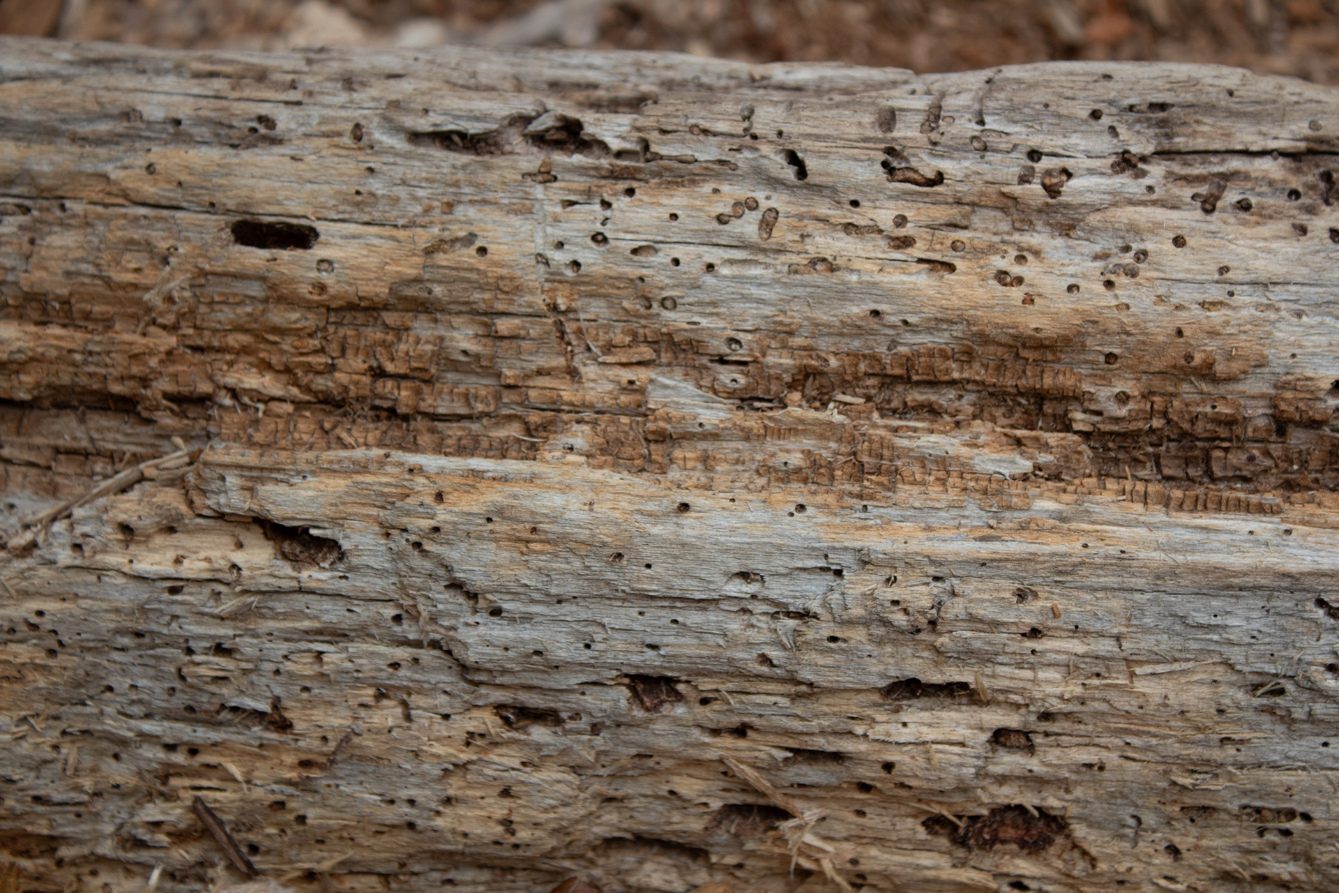 Course Texture Dominating the Frame