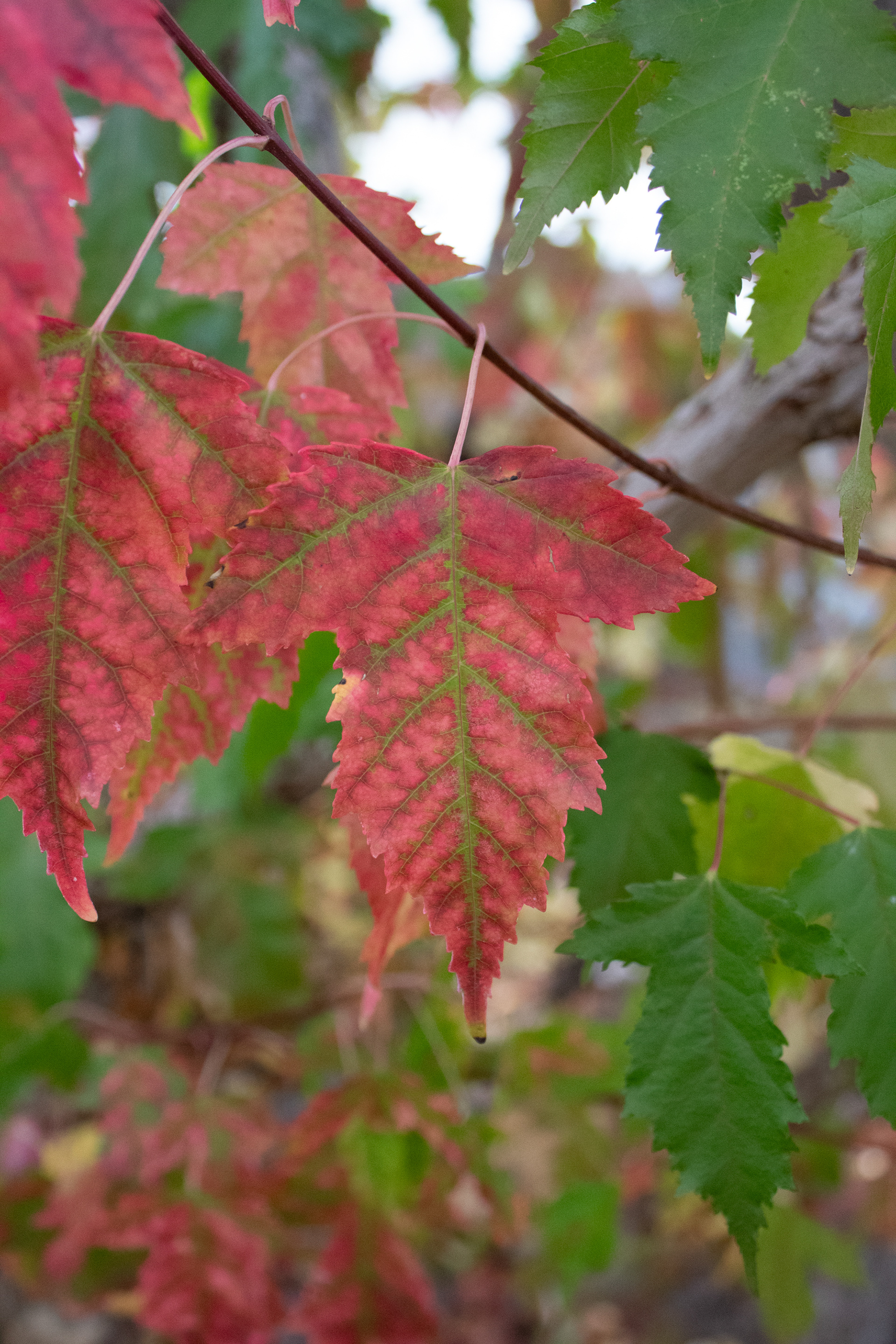 Complementary Color Scheme