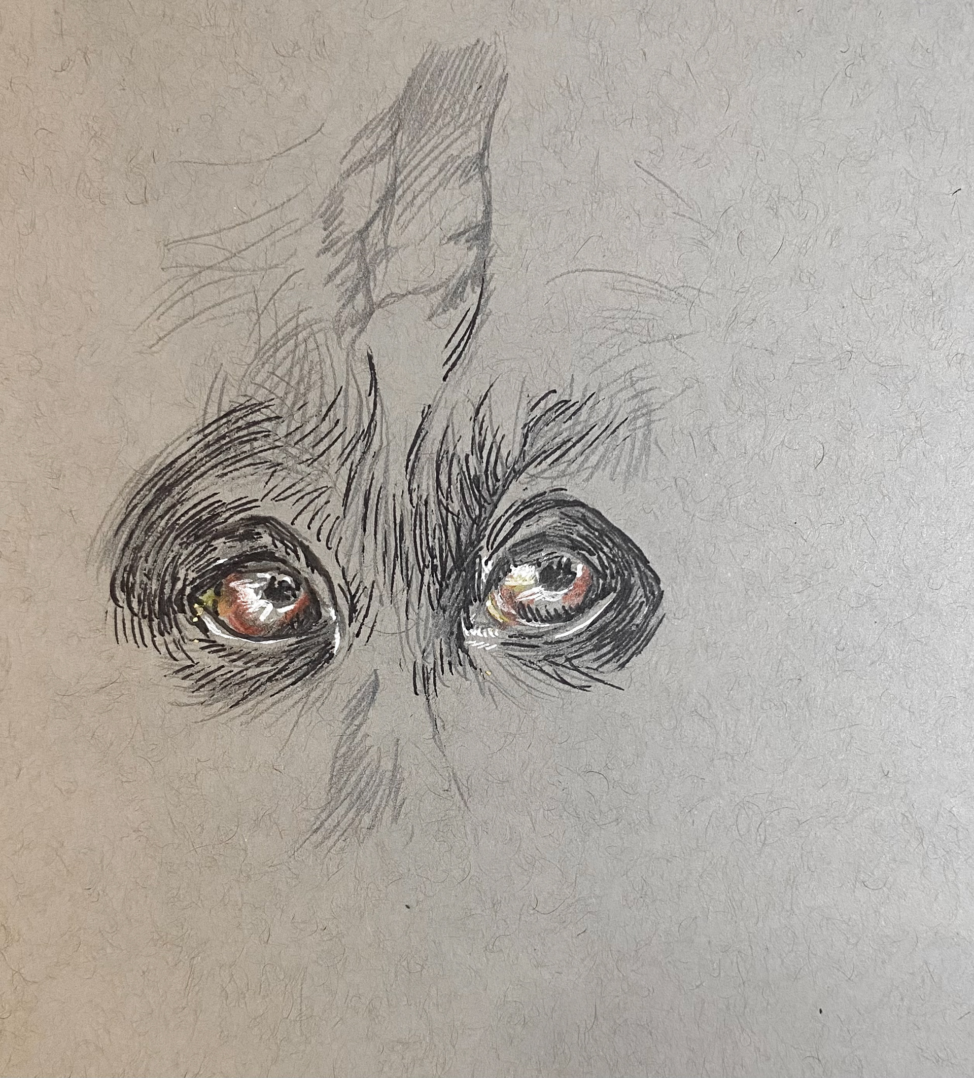 graphite/color pencil