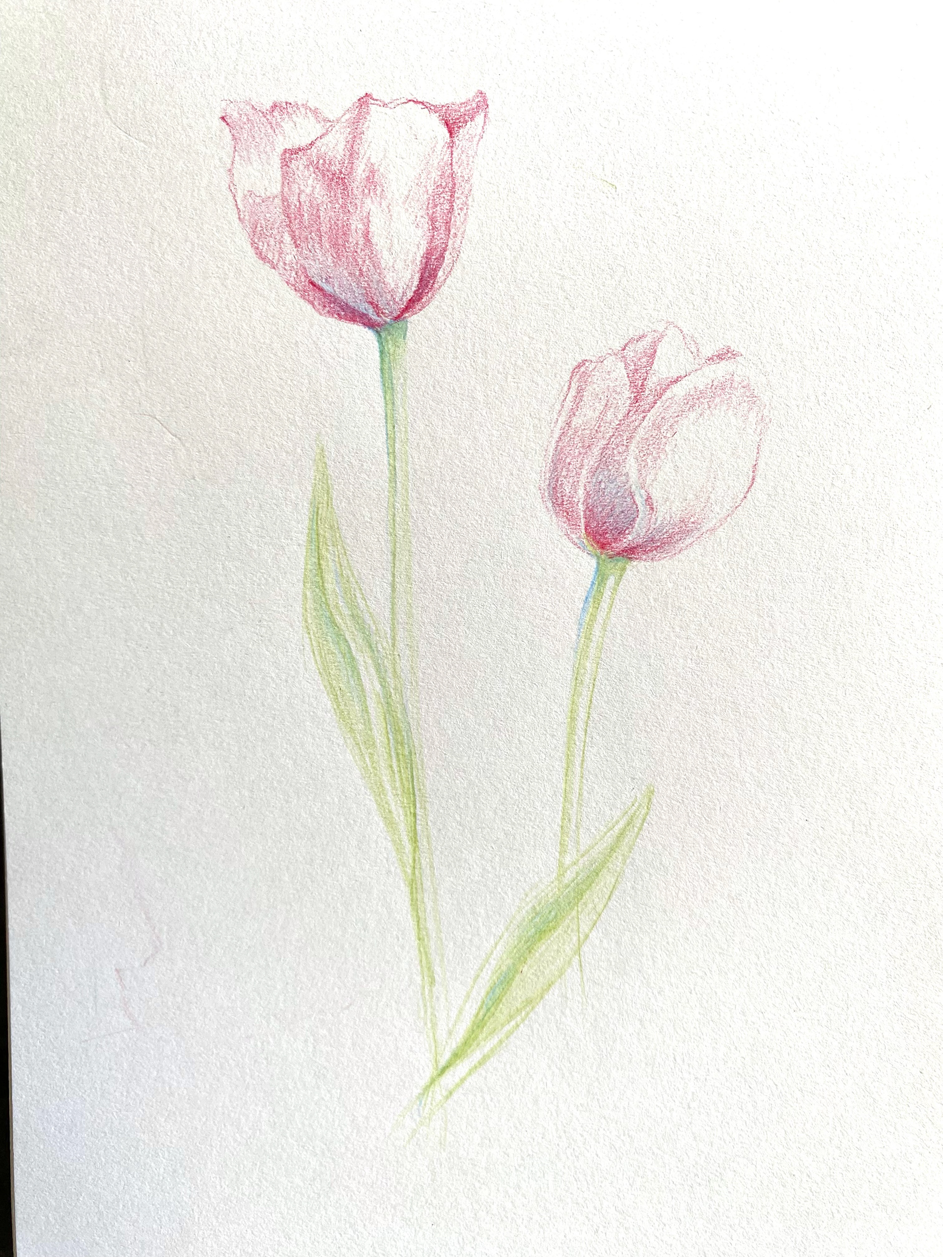 color pencil