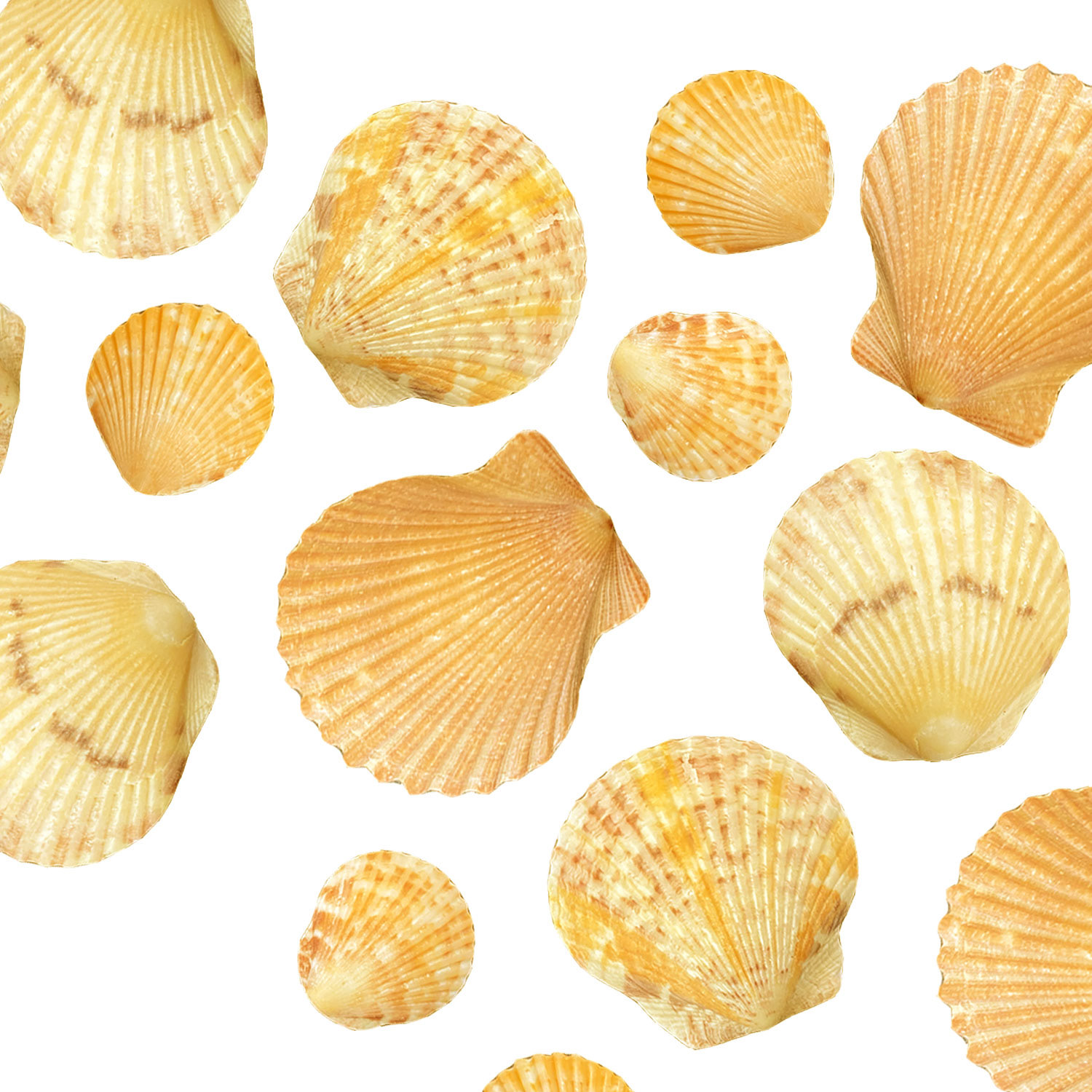 Shells, material