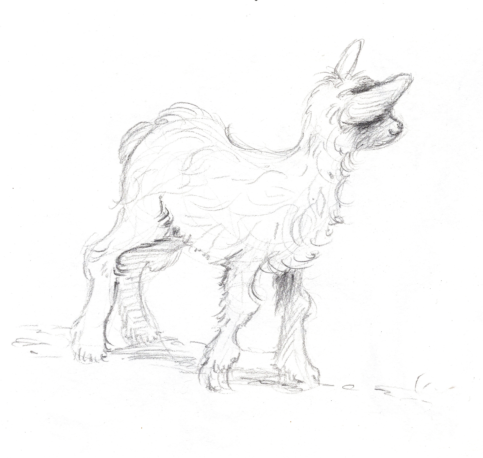 Lamb