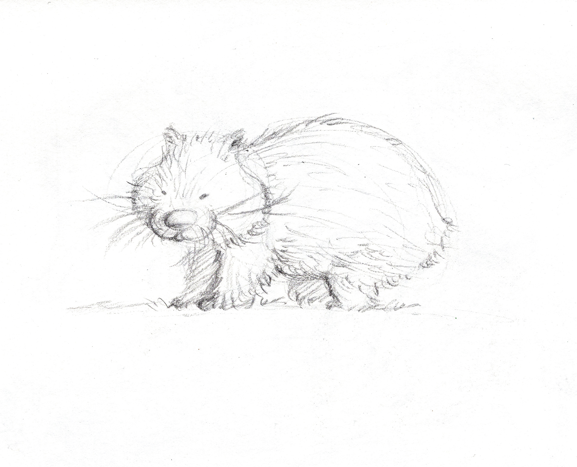 Quokka