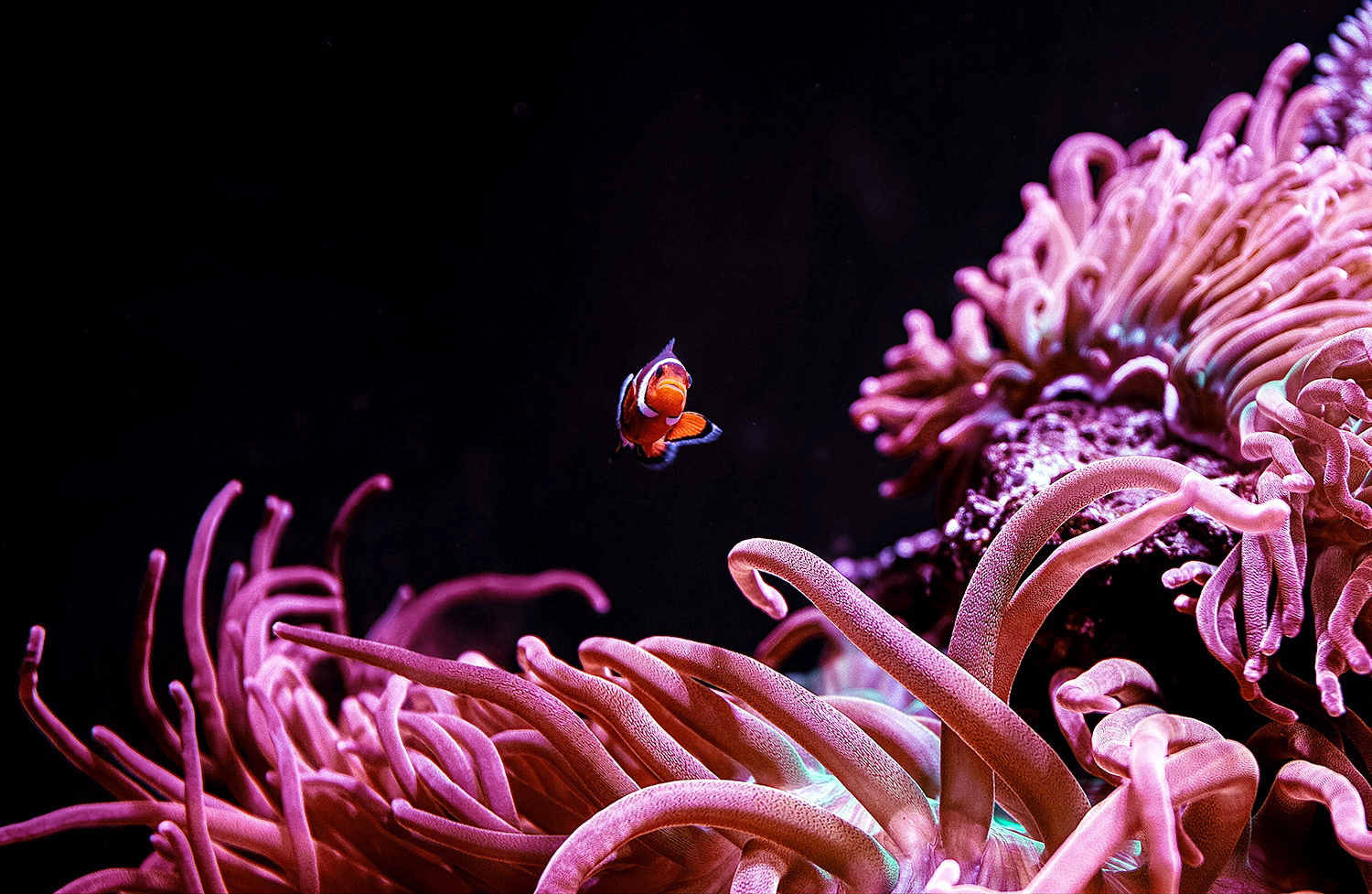 Clown Fish 