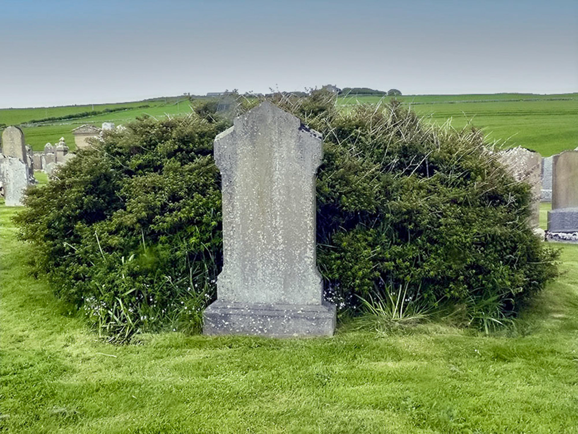 Uit de hand gelopen bloempje op een graf