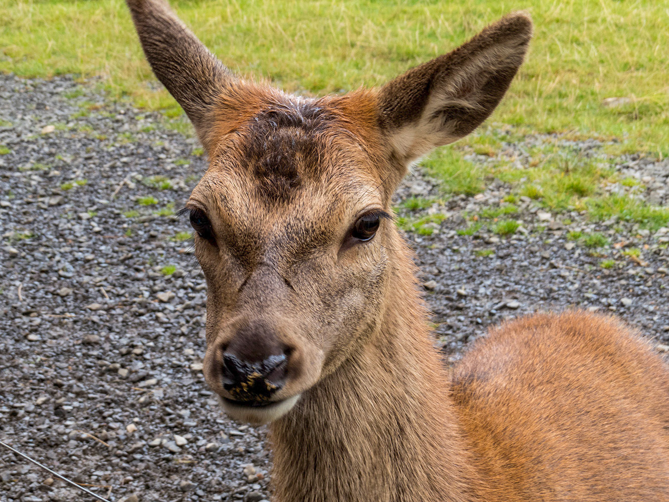Red Deer - Female