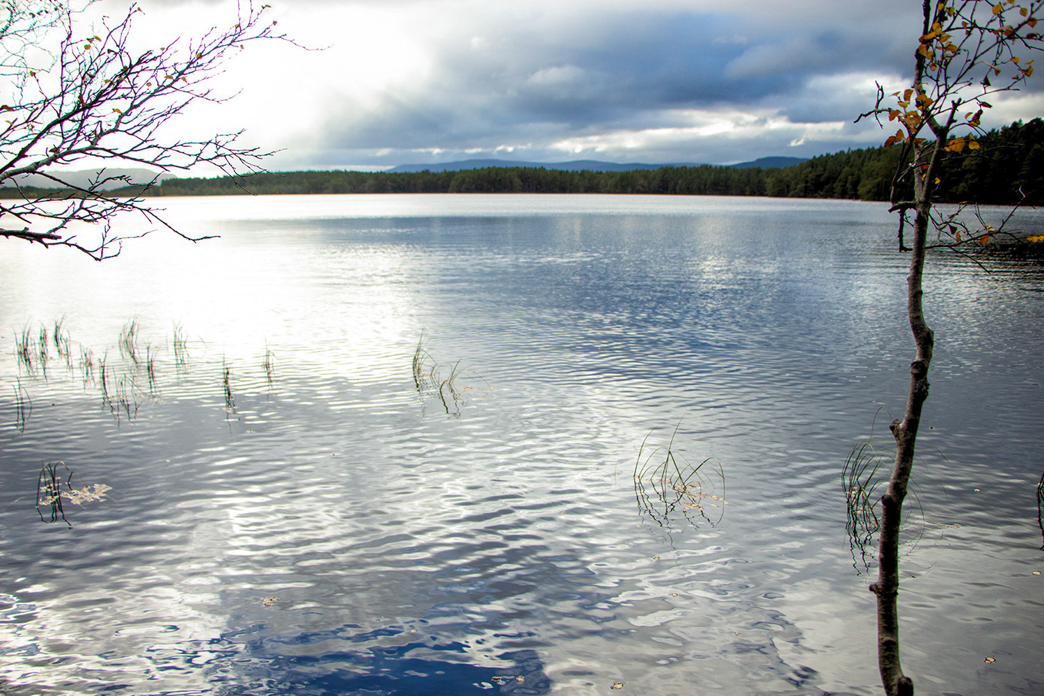 Loch Garten - Osprey Centre