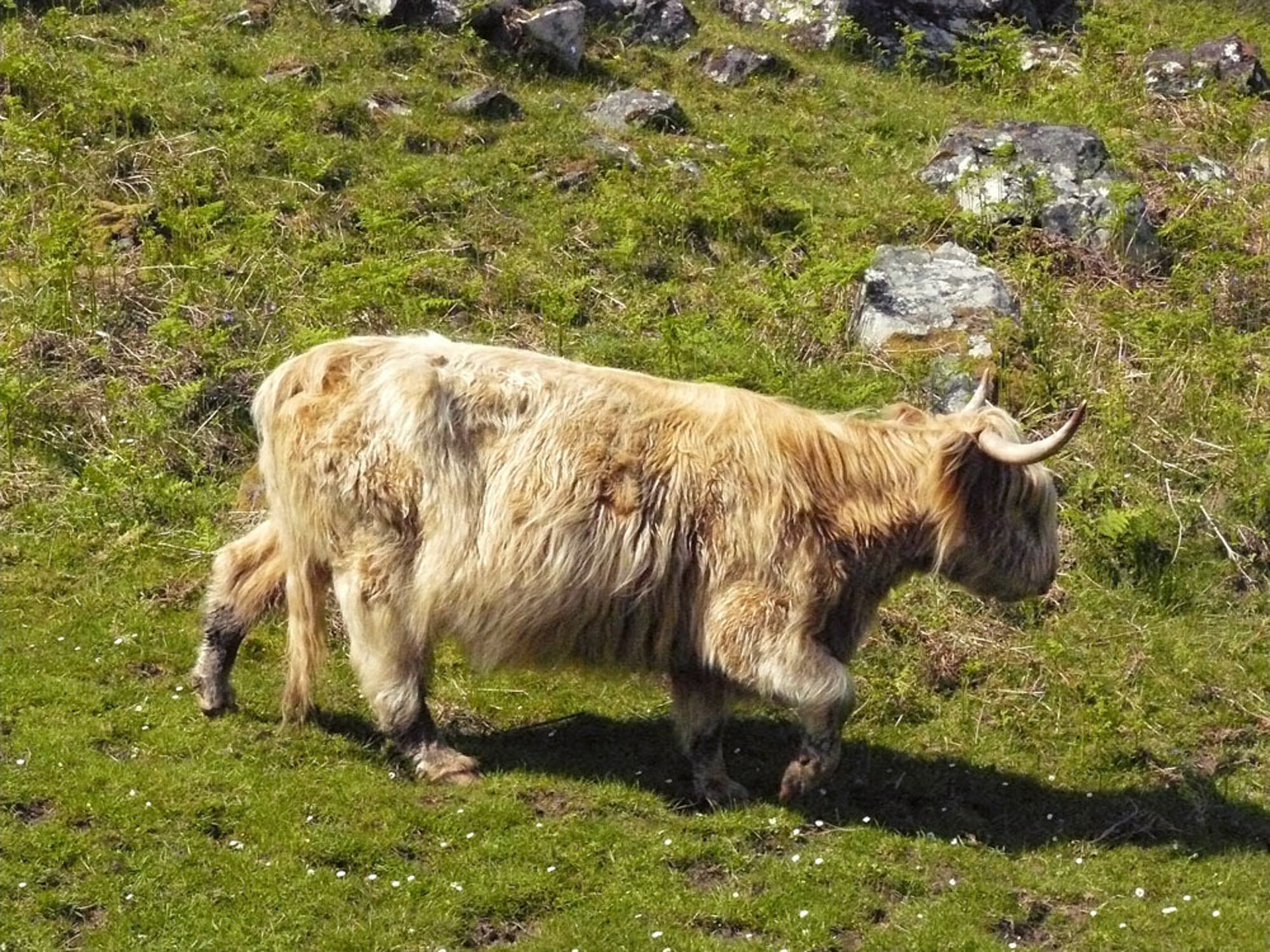 Plaatselijke inwoner van Drumbeg