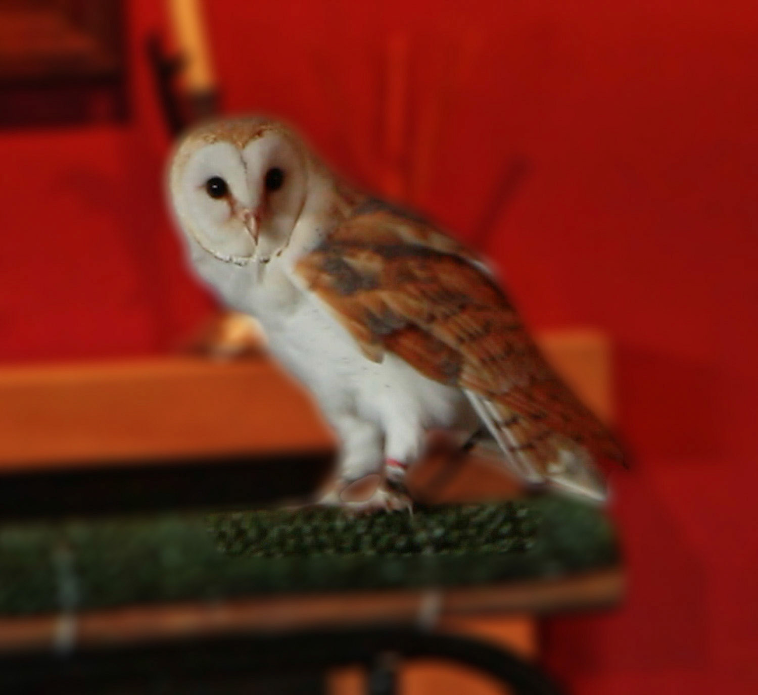 Barnowl 1