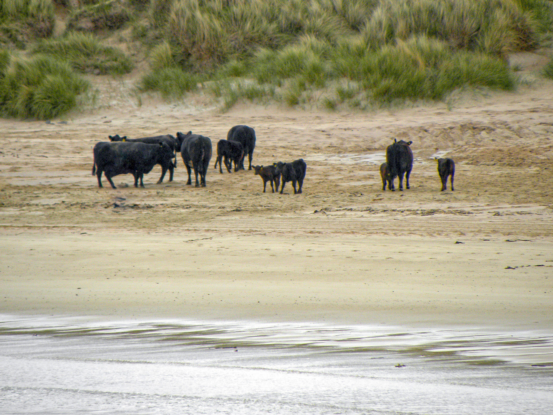 Koeien op het strand - Durness