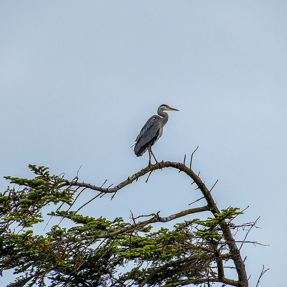 Reiger nabij Balmoral