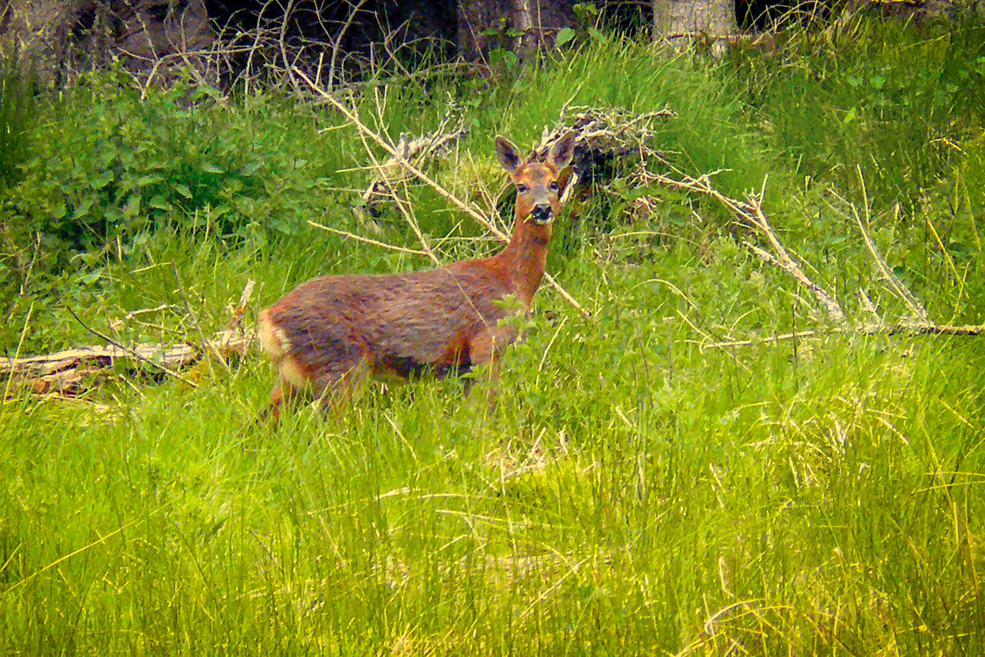 Daim seems to be Lost