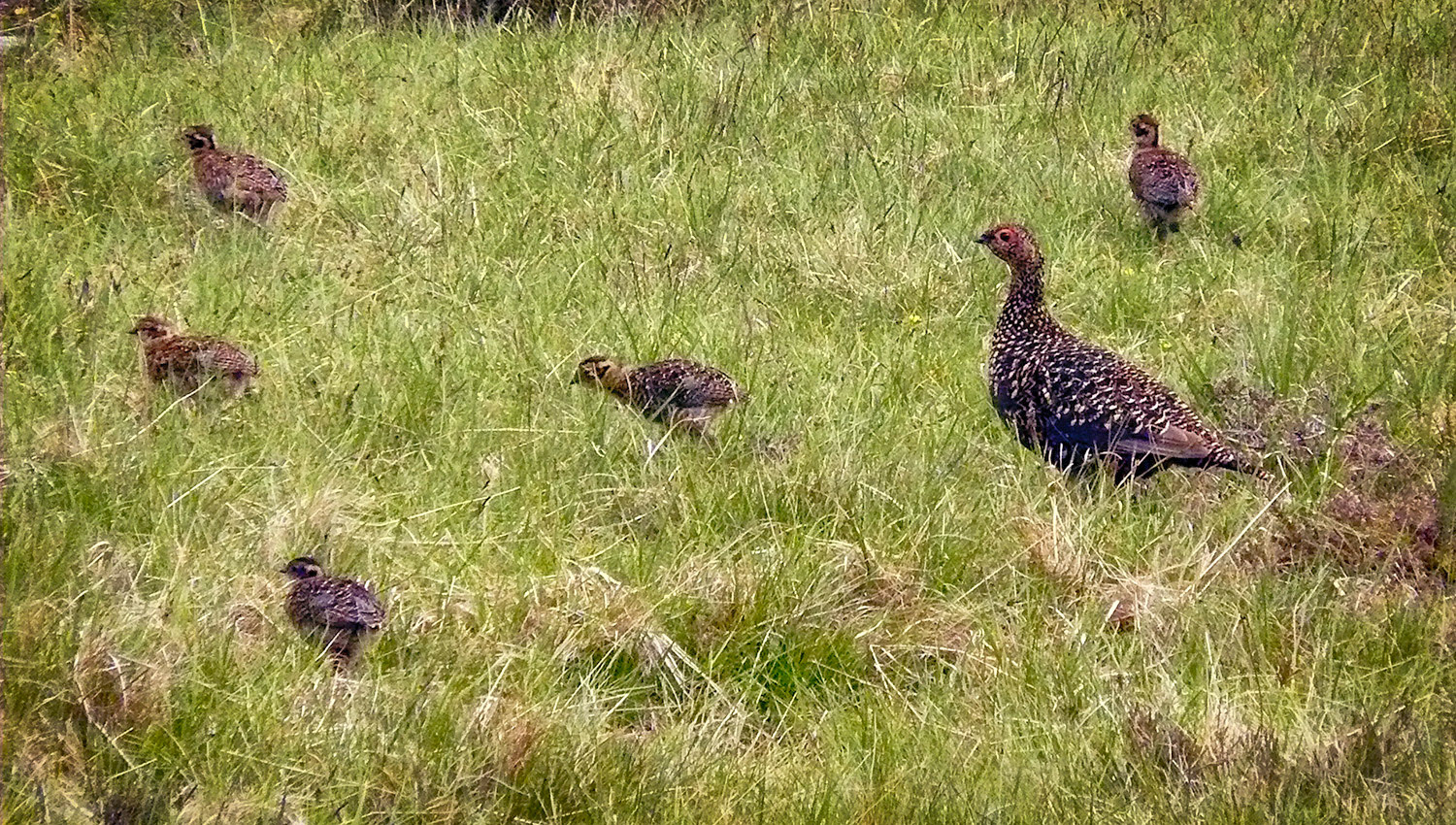 Grouse met nakomelingen