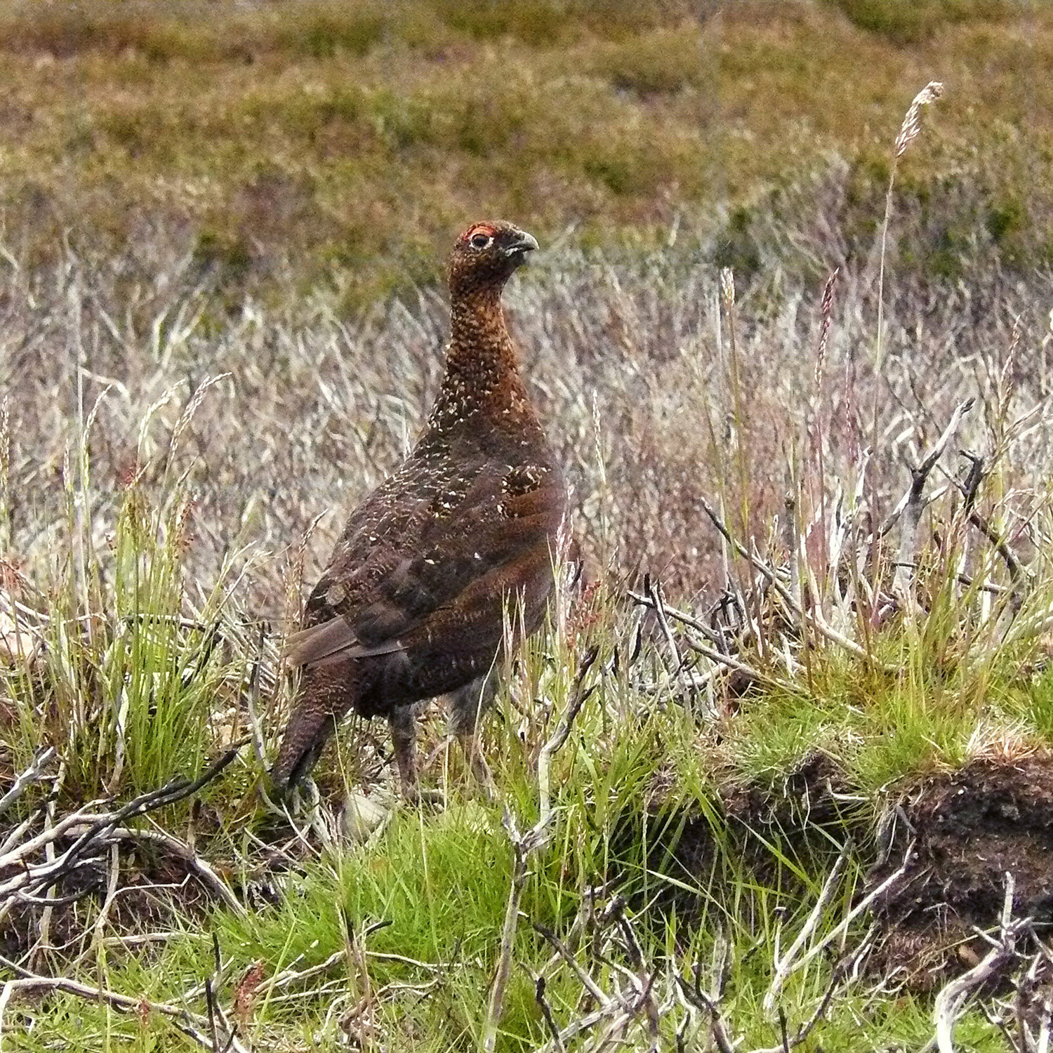 Famous Grouse in Lost