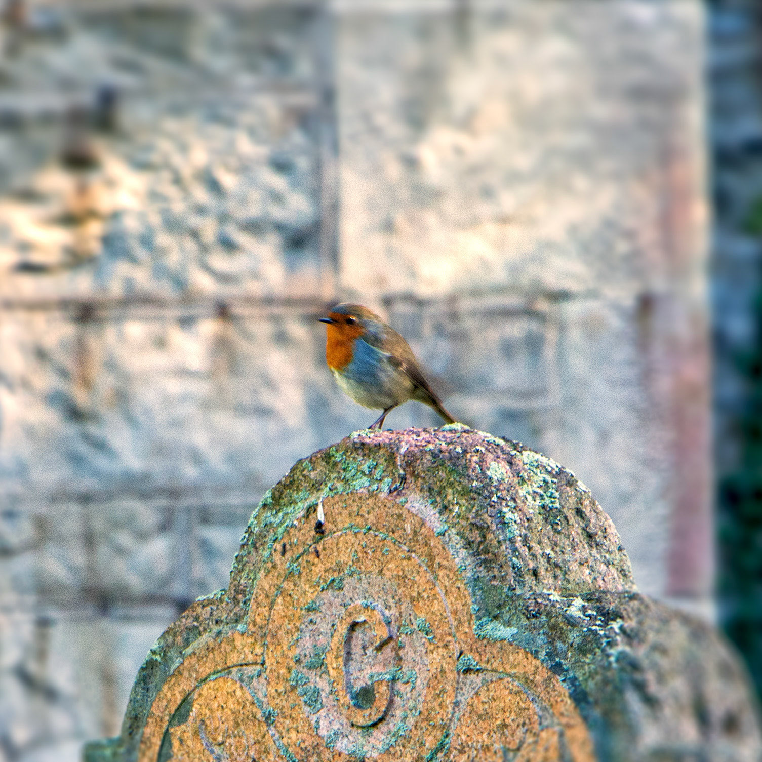 Robin - Pitlochry Graveyard