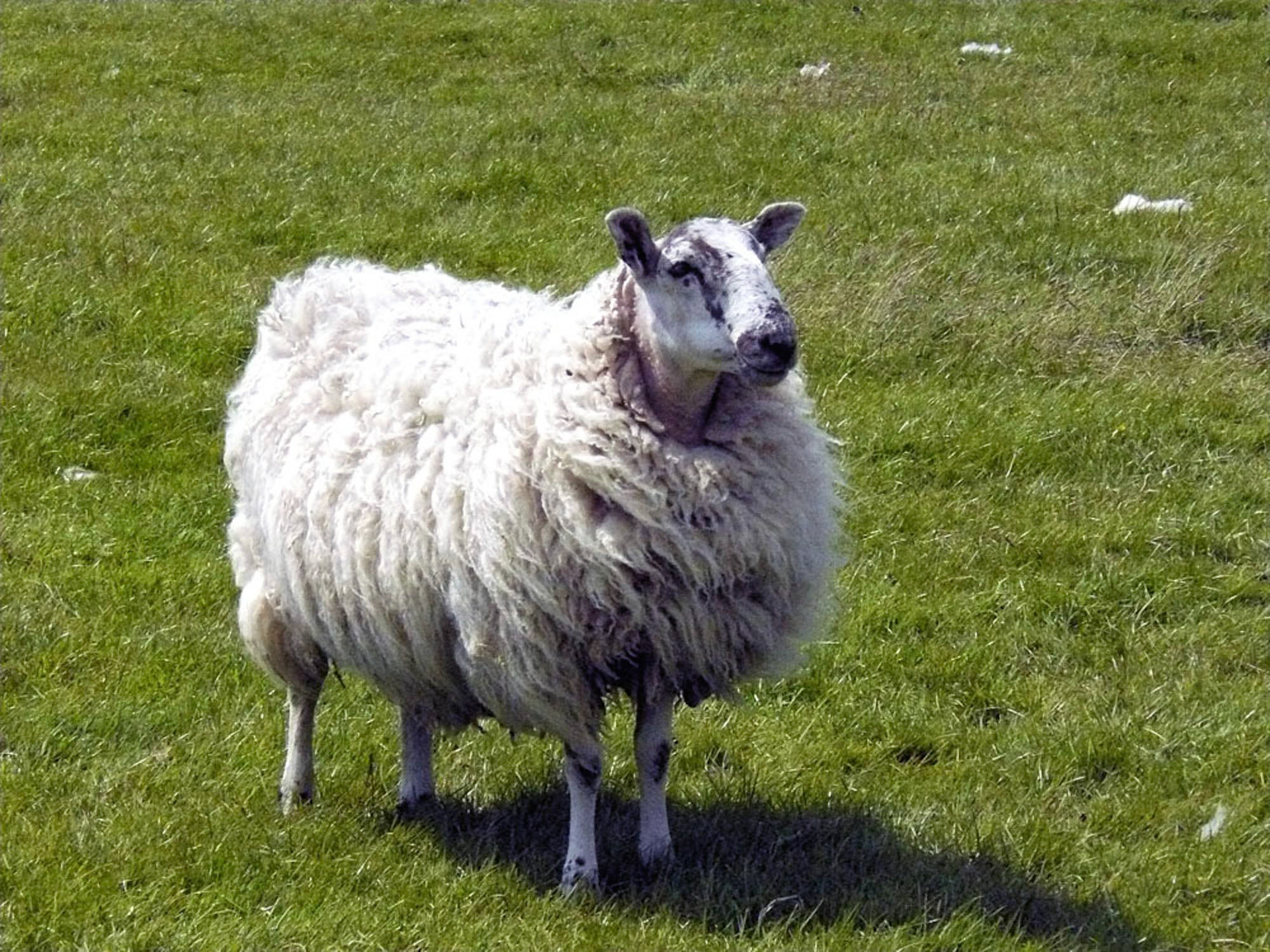 Kilmartin Plaatselijke Inwoner