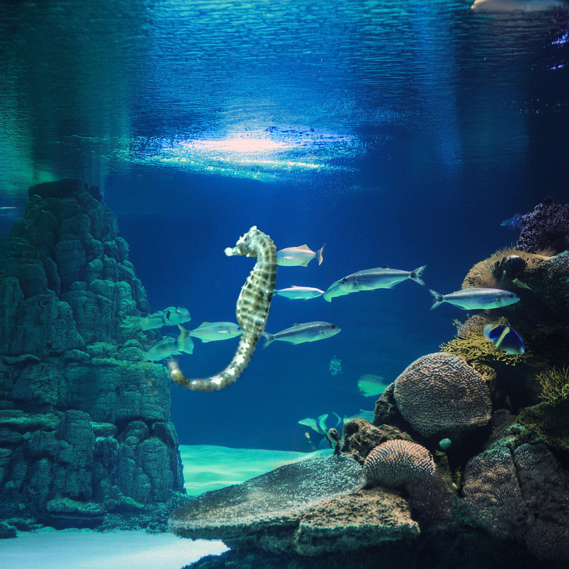 Zeepaardje in Aquarium