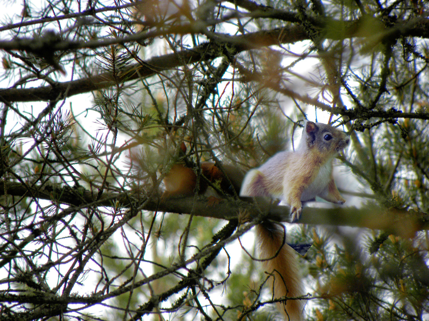 Eekhoorn gespot tijdens de wandeling