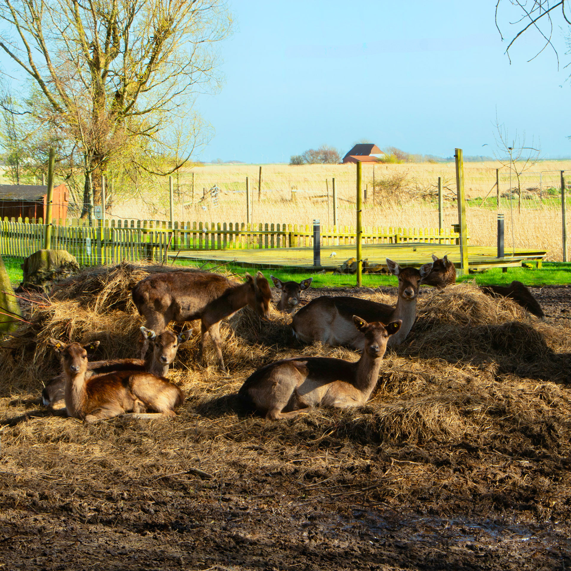 Hoyer - damhertenpark