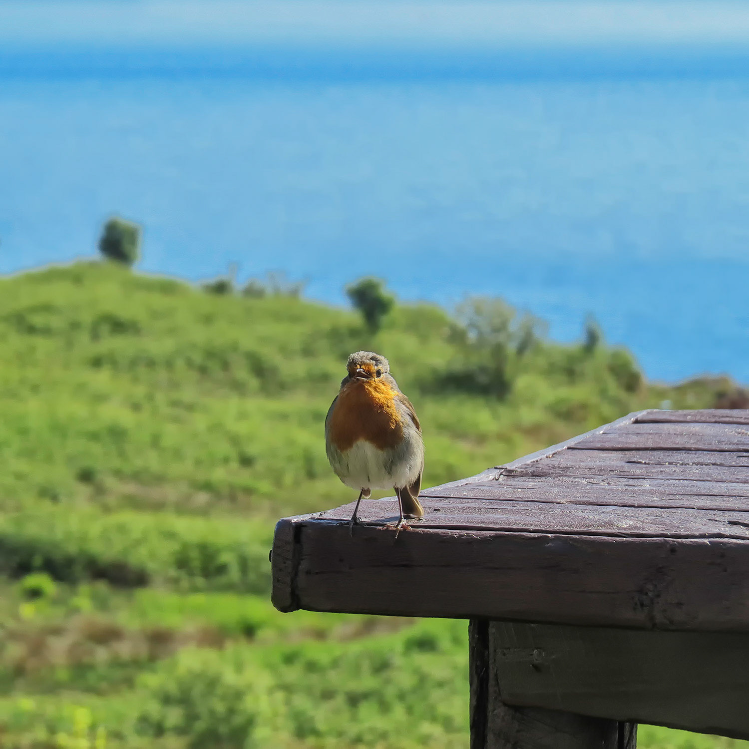 Bezoeker in Arduaine