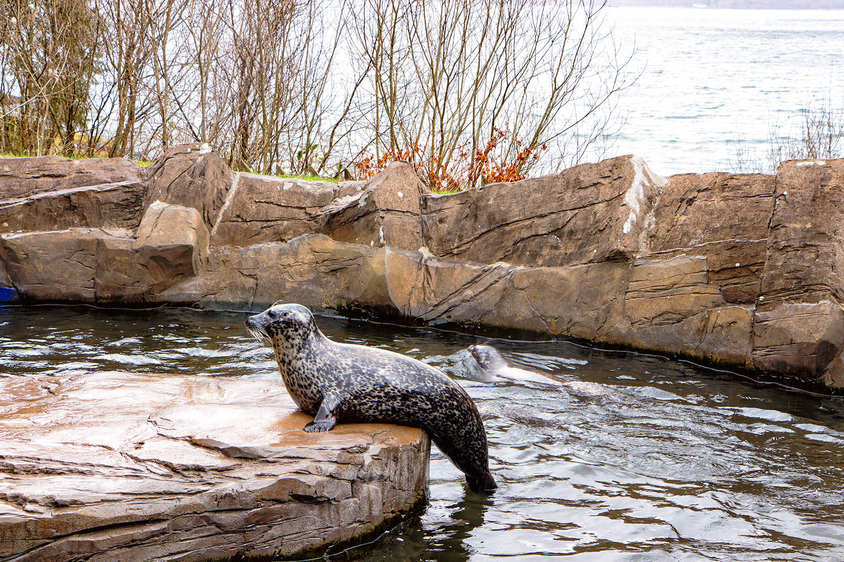 Common Harbour Seal Lora 