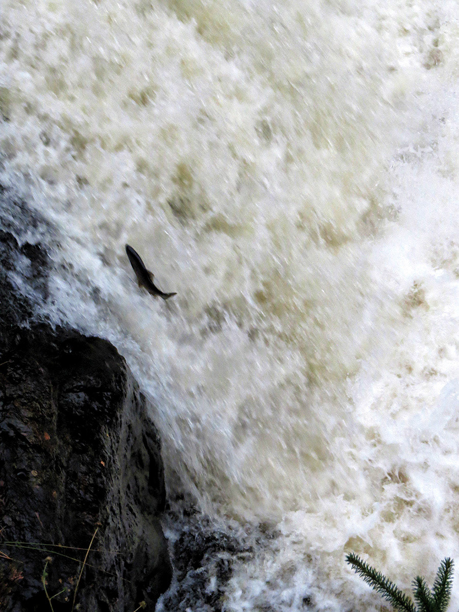 Jumping Salmon 2