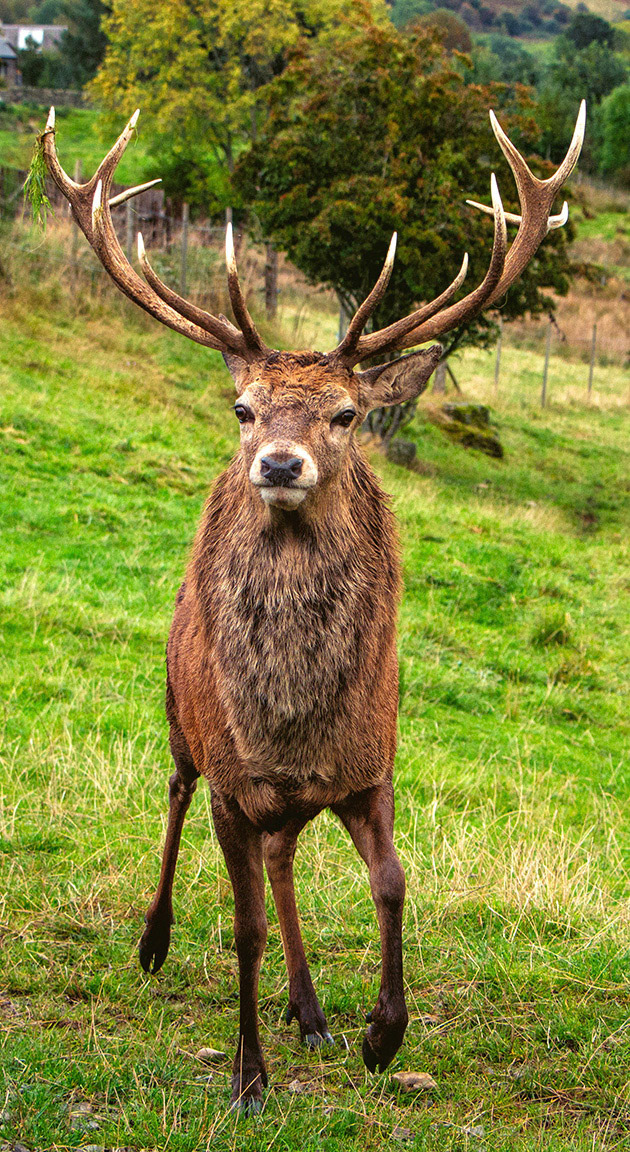 Red Deer 2