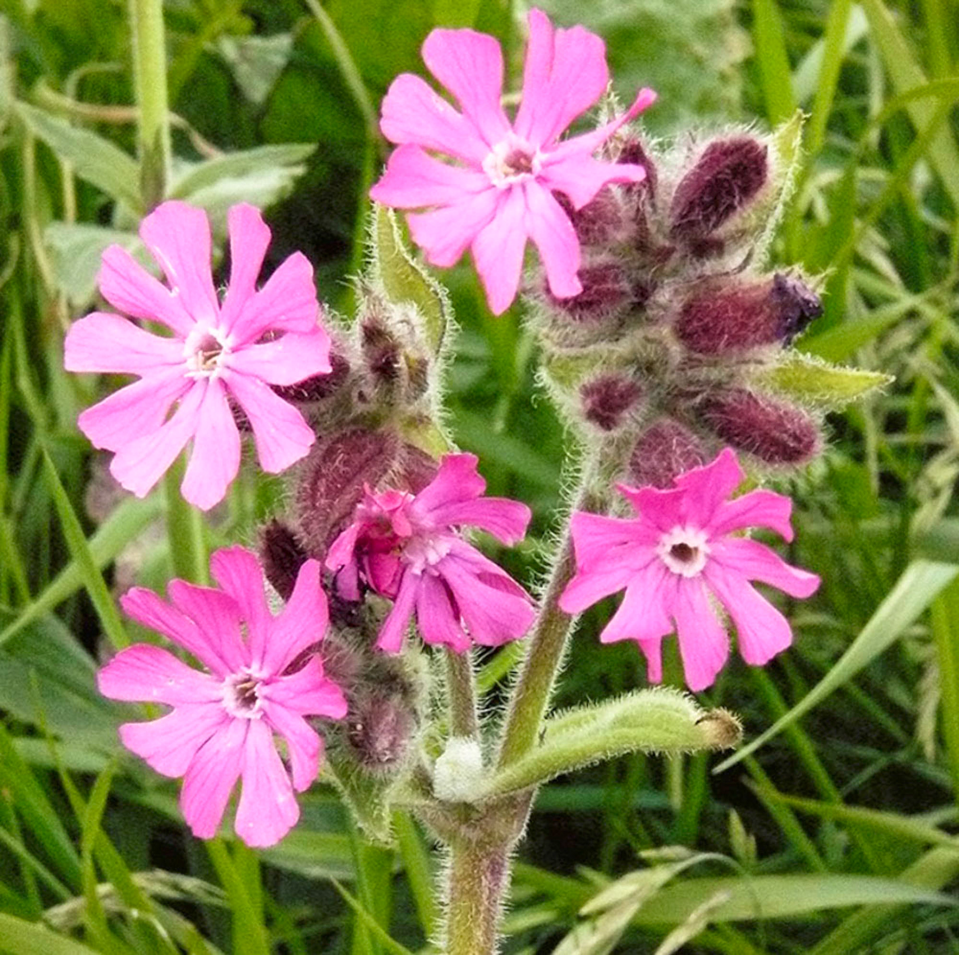 Orkney - Primula Scotica