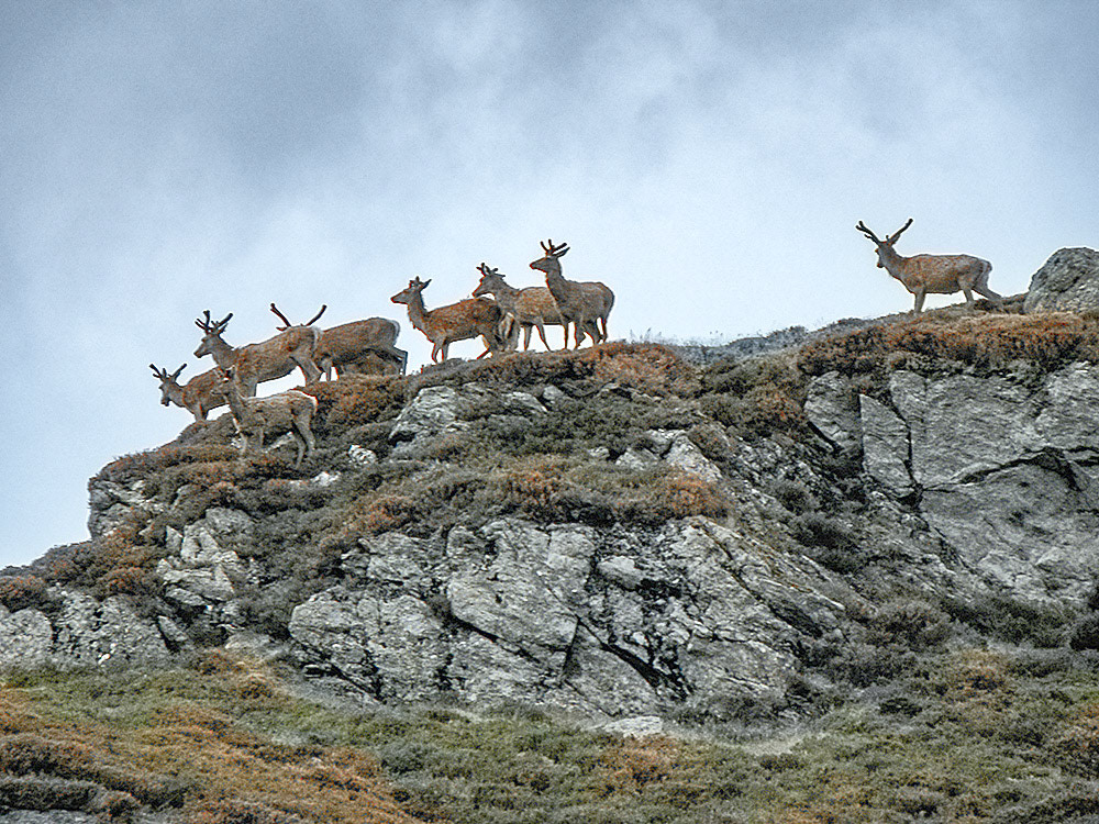 Kudde herten in de Glen Shee
