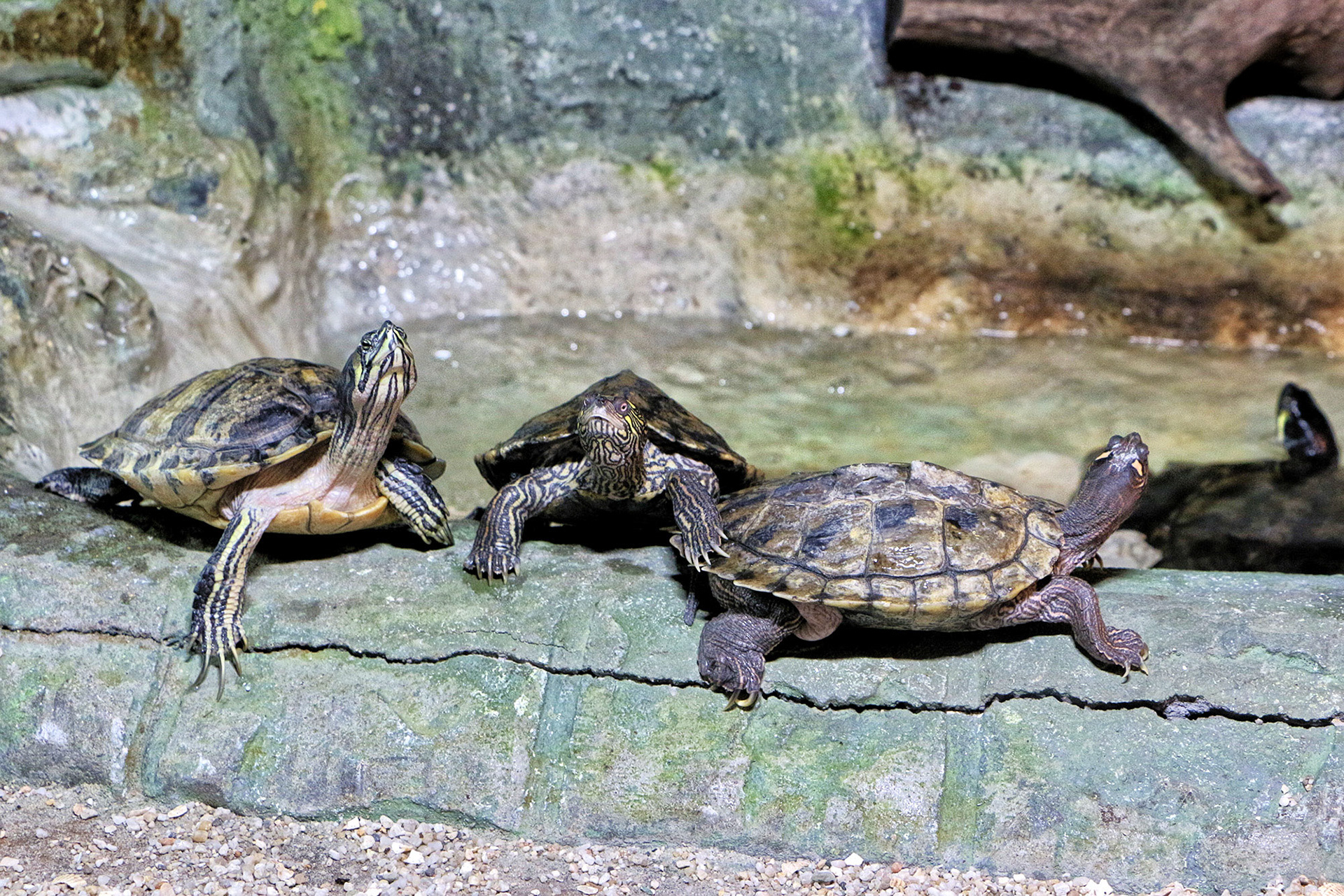 Mississippi Map Turtles