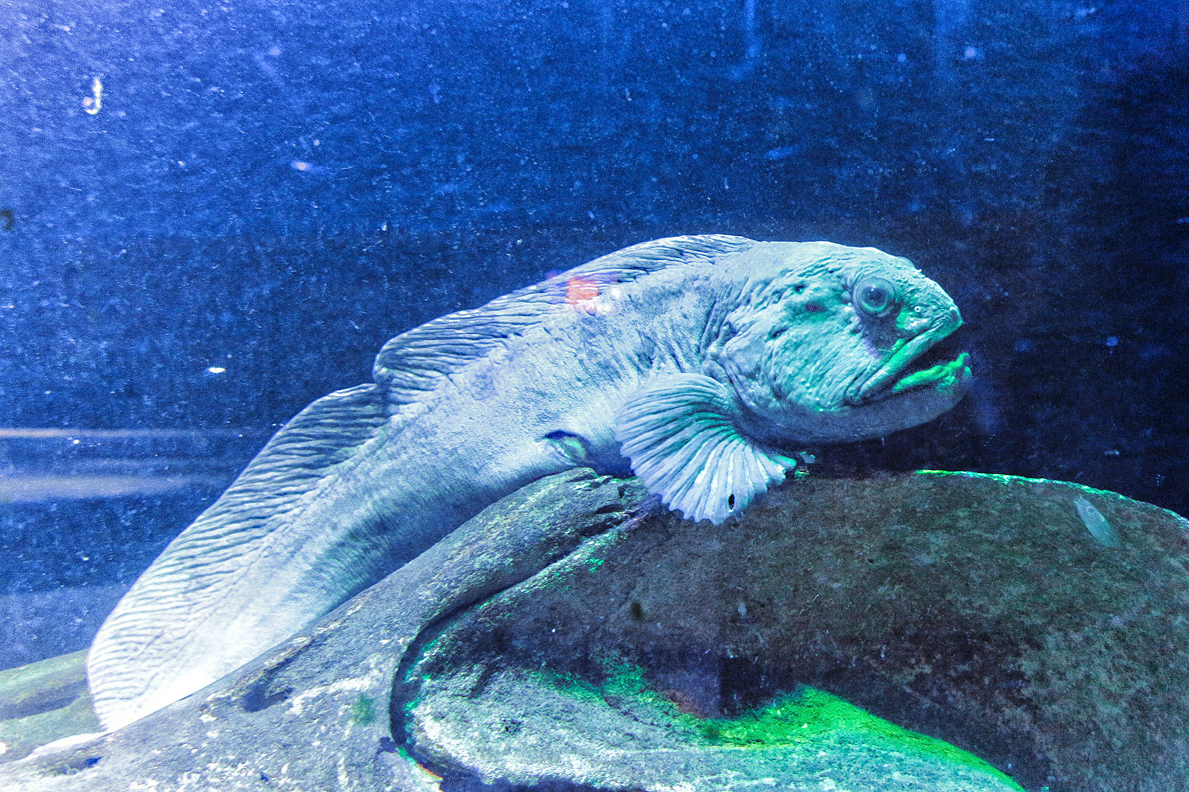 Zeewolf in Aquarium
