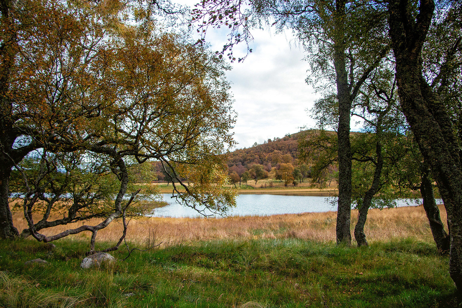 Trees at the Loch