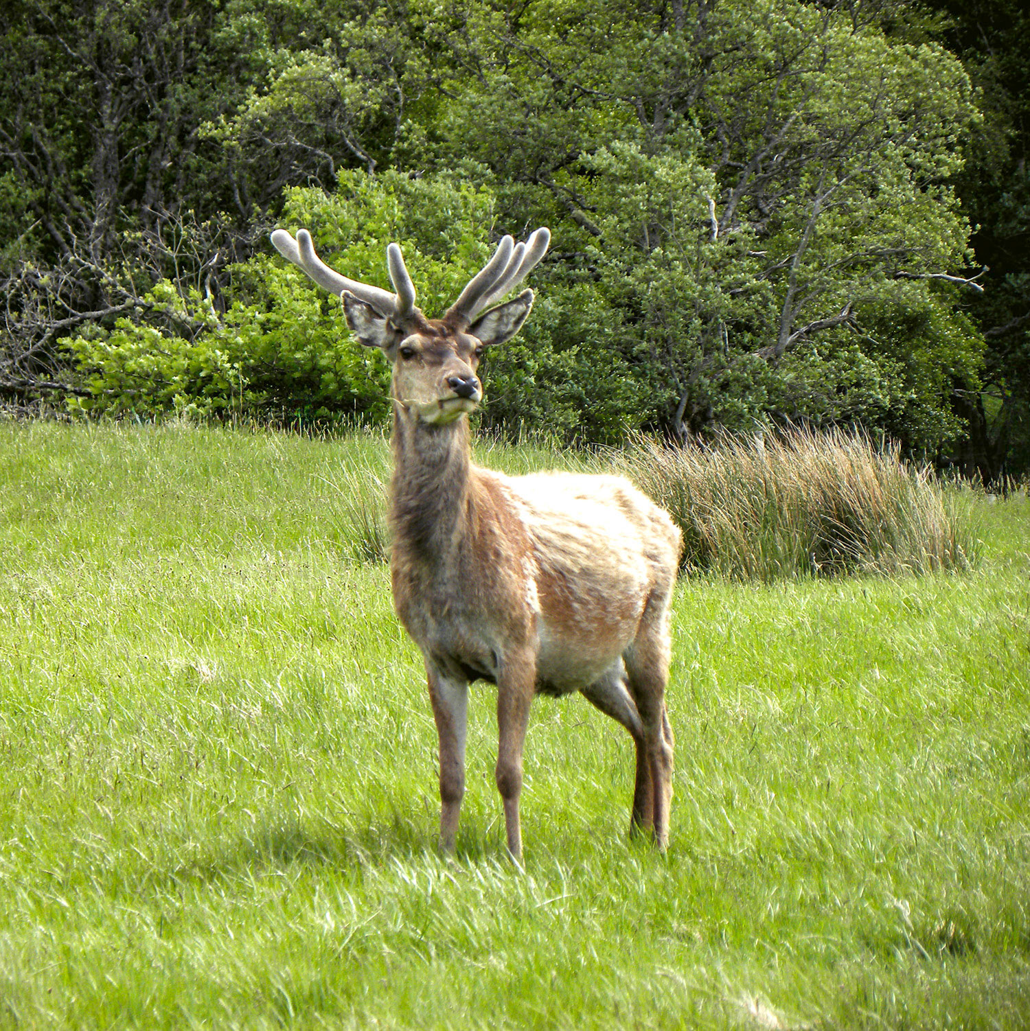 Deer near Ullapool