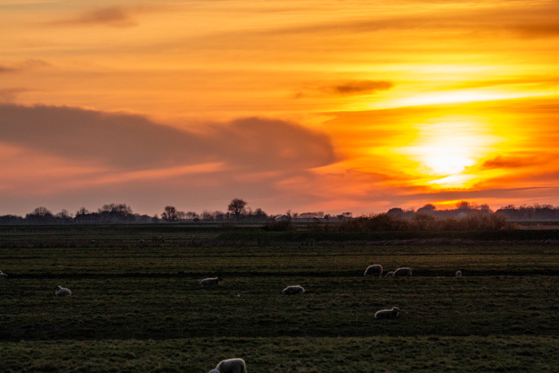 Rudbol Zonsondergang met schapen